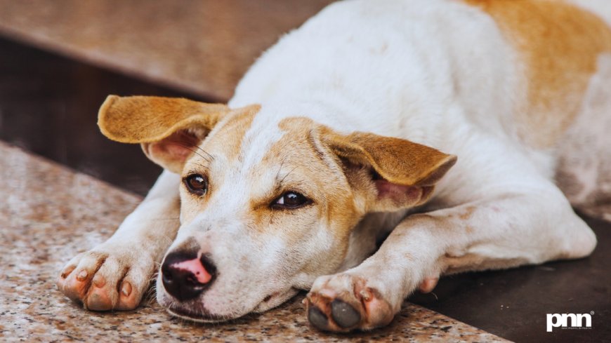 Stray Dog Menace: Government of India Pushes Humane ABC Rules with Funds, Community Role